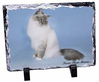 Birman Cat 