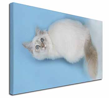 Pretty Birman Kitten Canvas X-Large 30"x20" Wall Art Print