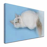 Pretty Birman Kitten Canvas X-Large 30"x20" Wall Art Print