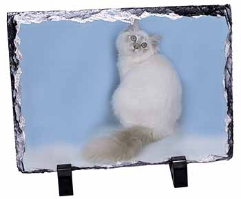 Pretty Birman Kitten, Stunning Photo Slate