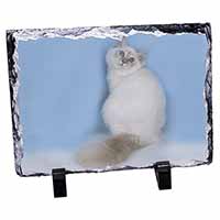 Pretty Birman Kitten, Stunning Photo Slate