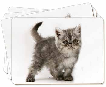 Silver Exotic Kitten Picture Placemats in Gift Box