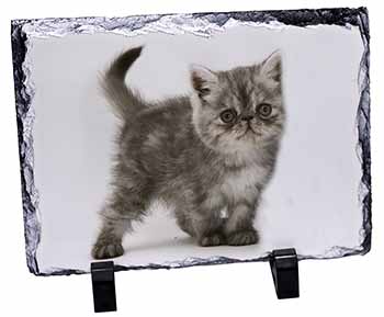 Silver Exotic Kitten, Stunning Photo Slate