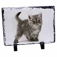 Silver Exotic Kitten, Stunning Animal Photo Slate