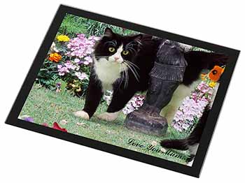 Black+ White Cat 