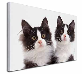 Black and White Kittens Canvas X-Large 30"x20" Wall Art Print