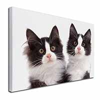 Black and White Kittens Canvas X-Large 30"x20" Wall Art Print