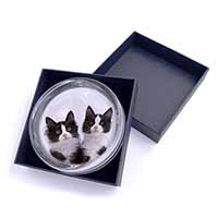 Black and White Kittens Glass Paperweight in Gift Box