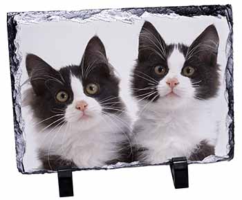 Black and White Kittens, Stunning Photo Slate