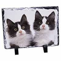 Black and White Kittens, Stunning Photo Slate