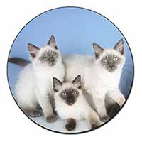 Ragdoll Kittens Fridge Magnet Printed Full Colour