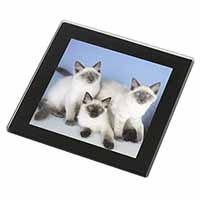 Ragdoll Kittens Black Rim High Quality Glass Coaster