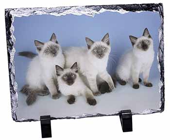 Ragdoll Kittens, Stunning Photo Slate