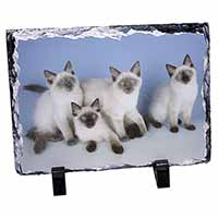 Ragdoll Kittens, Stunning Photo Slate