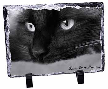 Gorgeous Black Cat 