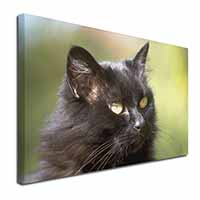 Beautiful Fluffy Black Cat Canvas X-Large 30"x20" Wall Art Print