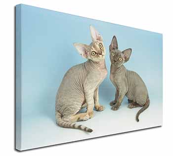 Devon Rex Cats Canvas X-Large 30"x20" Wall Art Print