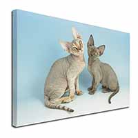Devon Rex Cats Canvas X-Large 30"x20" Wall Art Print