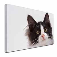 Black and White Cat Canvas X-Large 30"x20" Wall Art Print