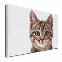 Brown Tabby Cats Face Canvas X-Large 30"x20" Wall Art Print