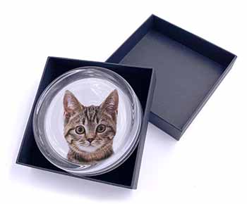 Brown Tabby Cats Face Glass Paperweight in Gift Box