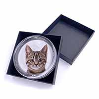 Brown Tabby Cats Face Glass Paperweight in Gift Box