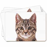 Brown Tabby Cats Face Picture Placemats in Gift Box