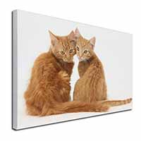 Ginger Kittens Canvas X-Large 30"x20" Wall Art Print