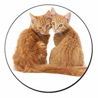 Ginger Kittens Fridge Magnet Printed Full Colour