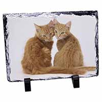 Ginger Kittens, Stunning Photo Slate