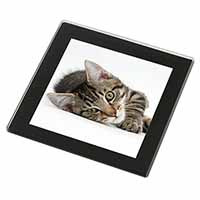 Adorable Tabby Kitten Black Rim High Quality Glass Coaster