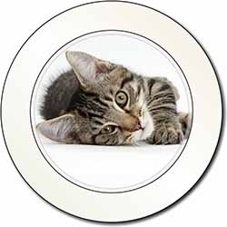 Adorable Tabby Kitten Car or Van Permit Holder/Tax Disc Holder