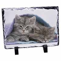 Kittens Under Blanket, Stunning Photo Slate