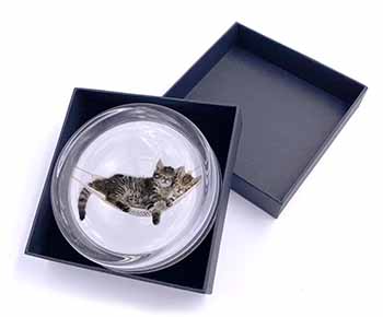 Kittens in Hammock Glass Paperweight in Gift Box