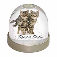 Tabby Kittens 