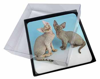 4x Devon Rex Cats Picture Table Coasters Set in Gift Box