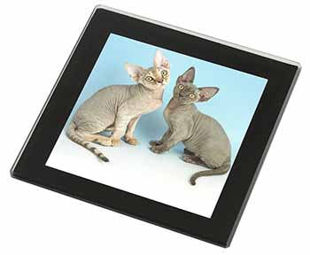 Devon Rex Cats Black Rim High Quality Glass Coaster