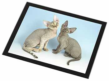 Devon Rex Cats Black Rim High Quality Glass Placemat