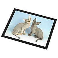 Devon Rex Cats Black Rim High Quality Glass Placemat