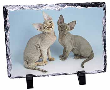 Devon Rex Cats, Stunning Photo Slate