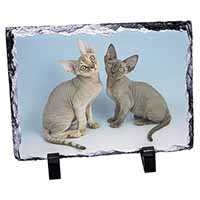 Devon Rex Cats, Stunning Photo Slate