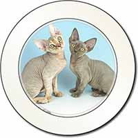 Devon Rex Cats Car or Van Permit Holder/Tax Disc Holder