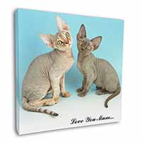 Devon Rex Cats 