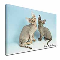 Devon Rex Cats 