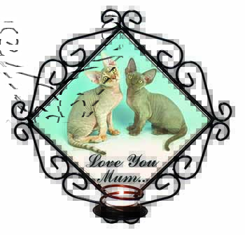 Devon Rex Cats 