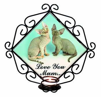 Devon Rex Cats 