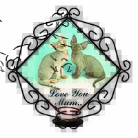 Devon Rex Cats 