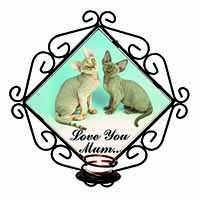 Devon Rex Cats 