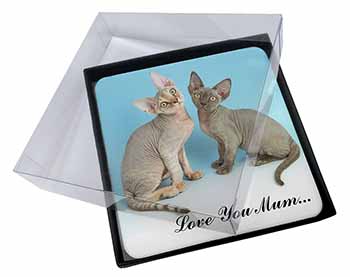 4x Devon Rex Cats 