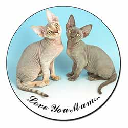 Devon Rex Cats 